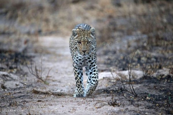  عکس پلنگ وحشی برای پروفایل