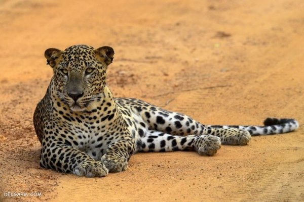  عکس پلنگ وحشی برای پروفایل