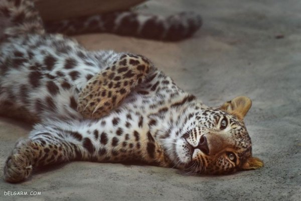  عکس پلنگ وحشی برای پروفایل