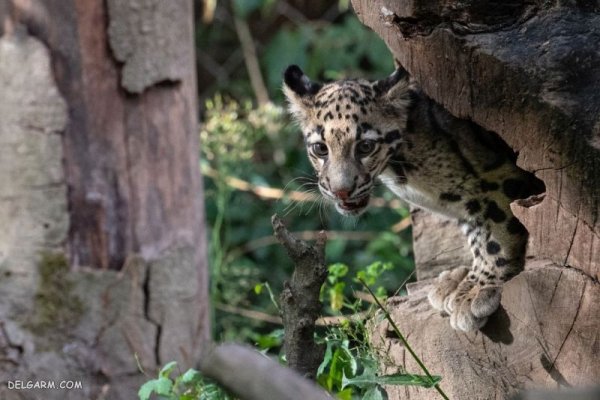  عکس پلنگ وحشی برای پروفایل