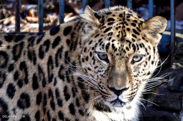  عکس پلنگ وحشی برای پروفایل