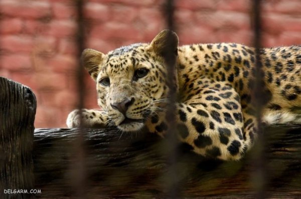  عکس پلنگ وحشی برای پروفایل