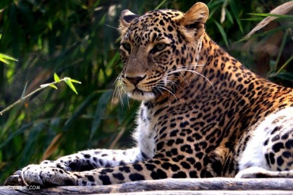  عکس پلنگ وحشی برای پروفایل