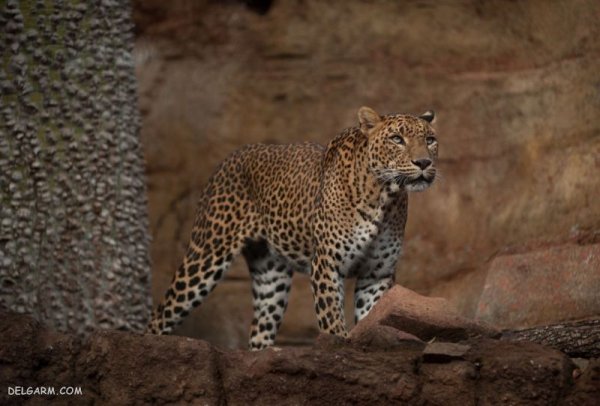  عکس پلنگ ماده