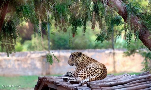  عکس پلنگ ماده