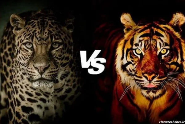  عکس ببر مازندران