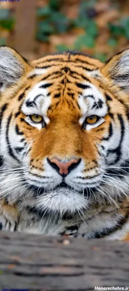  عکس ببر مازندران