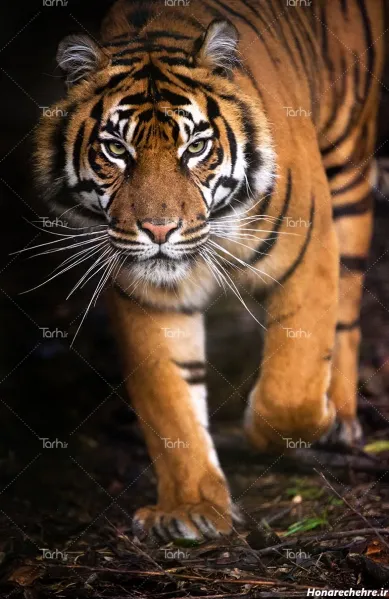  عکس ببر مازندران