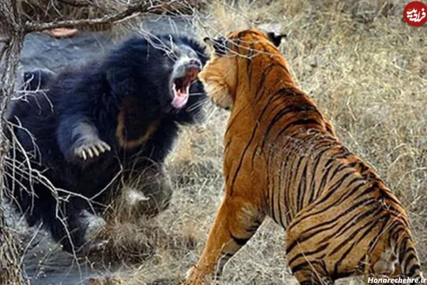  عکس ببر مازندران