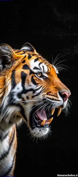  عکس ببر مازندران