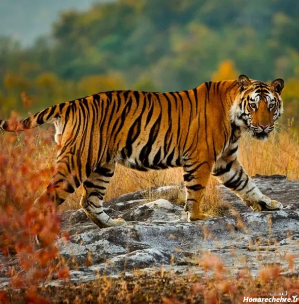  عکس ببر مازندران