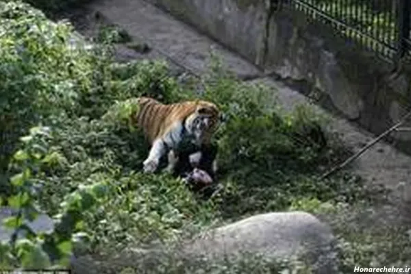  عکس ببر مازندران