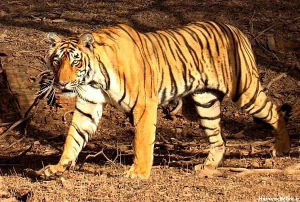  عکس ببر مازندران