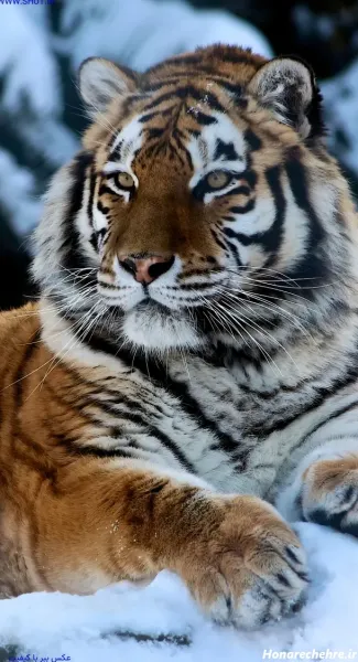  عکس ببر مازندران