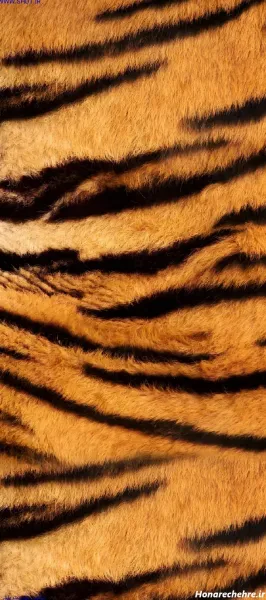  عکس ببر مازندران