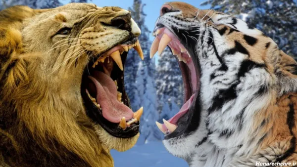  عکس ببر مازندران