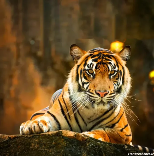  عکس ببر مازندران