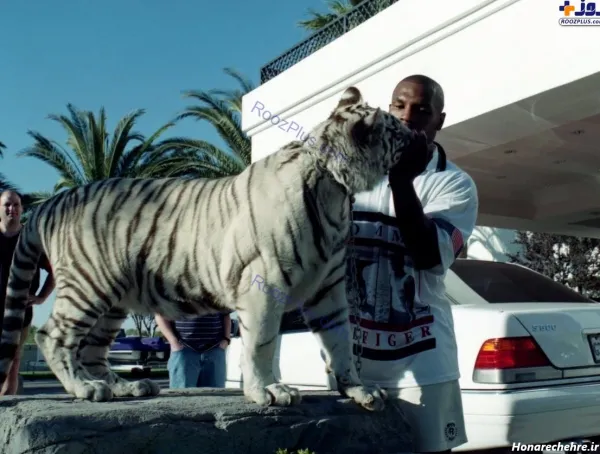  عکس ببر مازندران