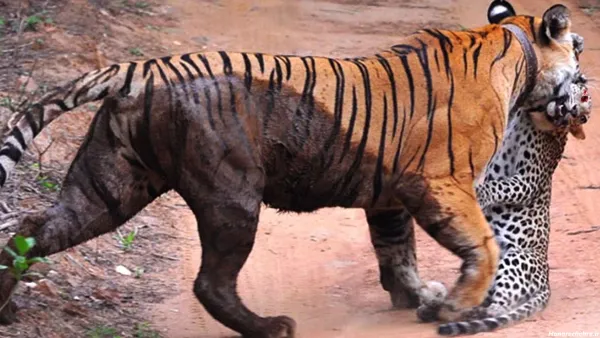  عکس ببر مازندران