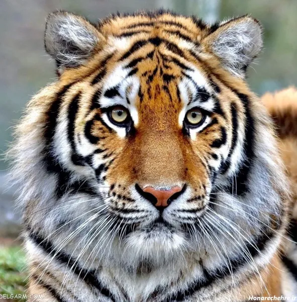  عکس ببر مازندران