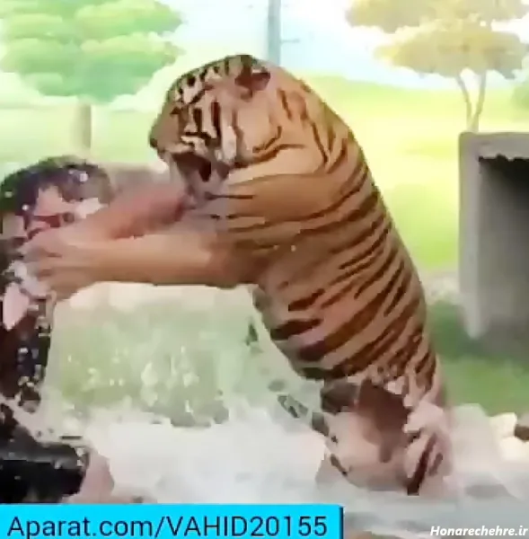  عکس ببر مازندران