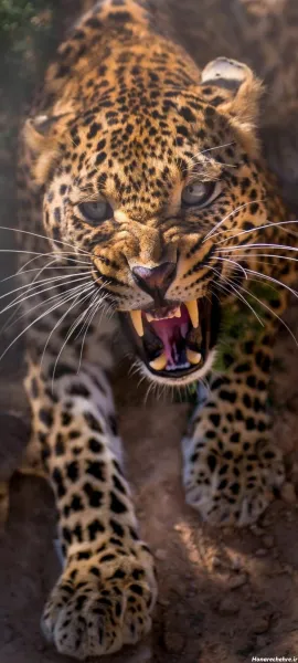  عکس پلنگ برای تصویر زمینه