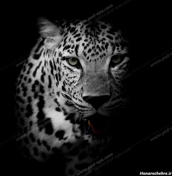  عکس پلنگ برای تصویر زمینه