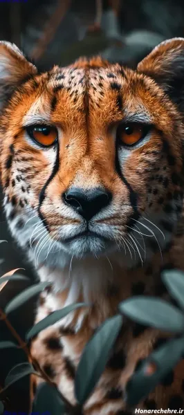  عکس پلنگ برای تصویر زمینه