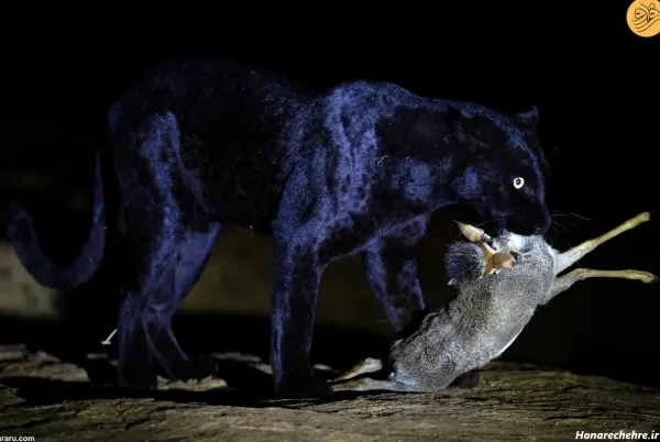  عکس پلنگ برای تصویر زمینه