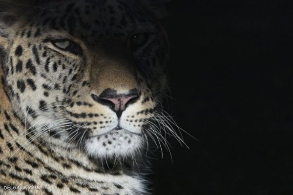  عکس پلنگ برای تصویر زمینه