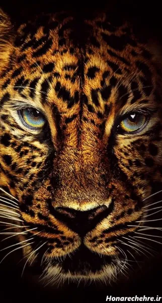  عکس پلنگ برای تصویر زمینه