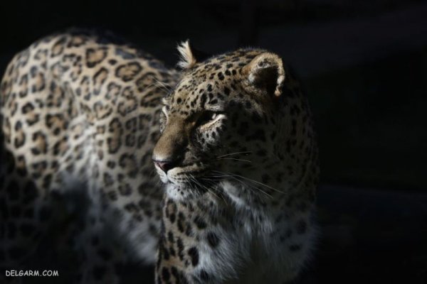  عکس پلنگ برای تصویر زمینه