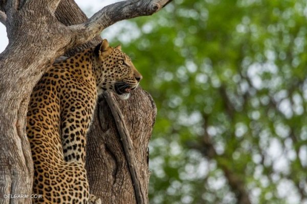  عکس پلنگ برای تصویر زمینه