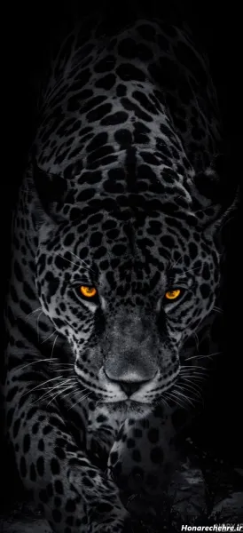  عکس پلنگ برای تصویر زمینه