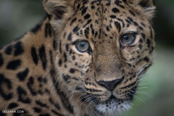  عکس پلنگ برای تصویر زمینه