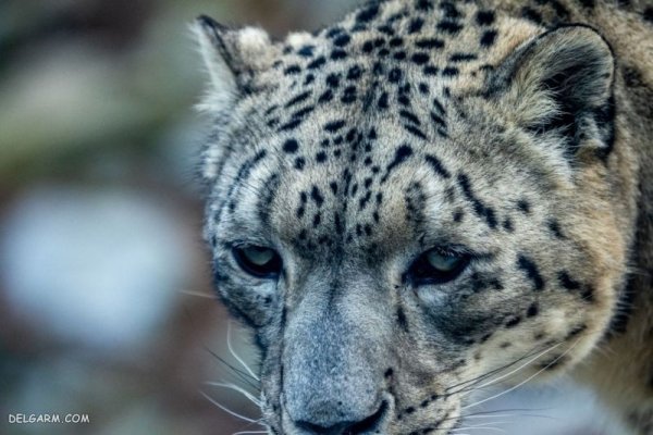  عکس پلنگ برای تصویر زمینه