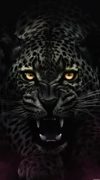  عکس پلنگ برای تصویر زمینه