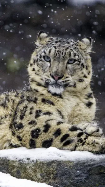  عکس پلنگی برای پروفایل