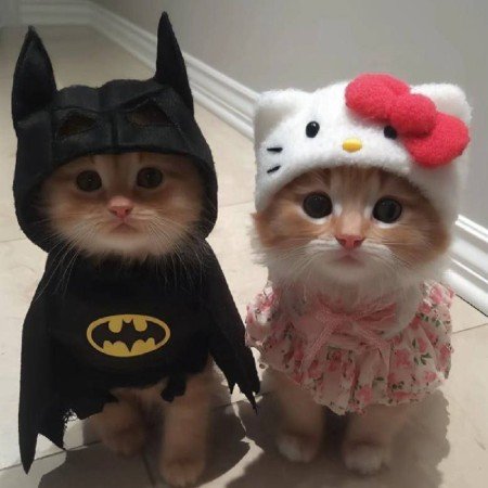  عکس پلنگ صورتی واقعی