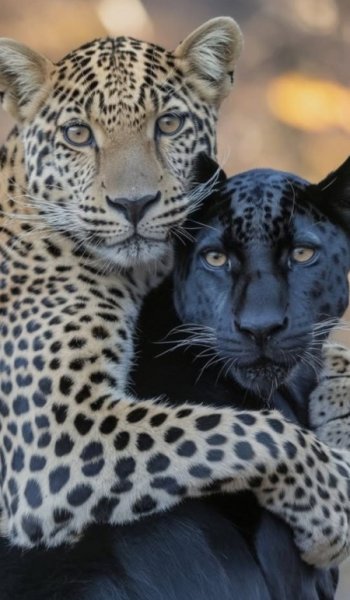  عکس پلنگ صورتی واقعی