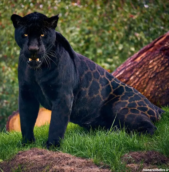  عکس پلنگ سیاه واقعی