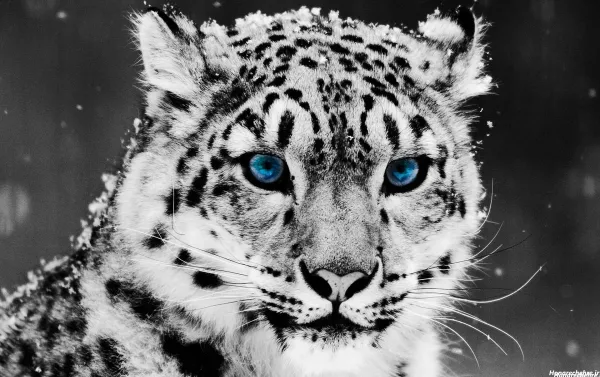  عکس پلنگ سیاه واقعی