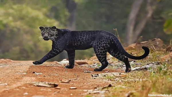  عکس پلنگ سیاه واقعی