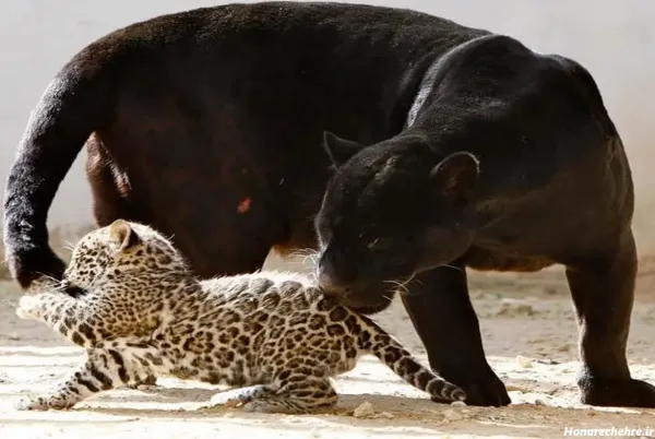  عکس پلنگ سیاه واقعی