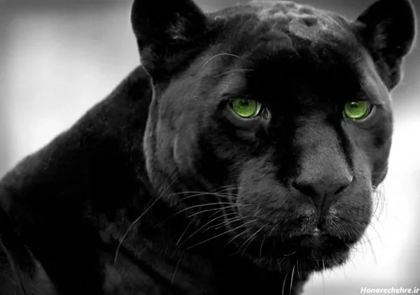  عکس پلنگ سیاه واقعی