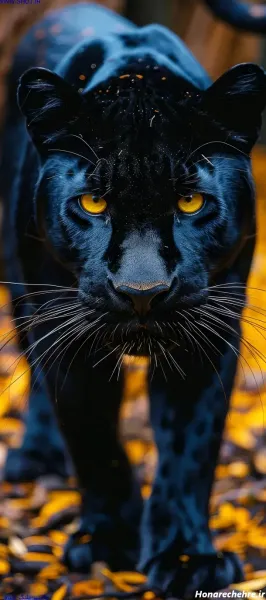  عکس پلنگ سیاه و سفید