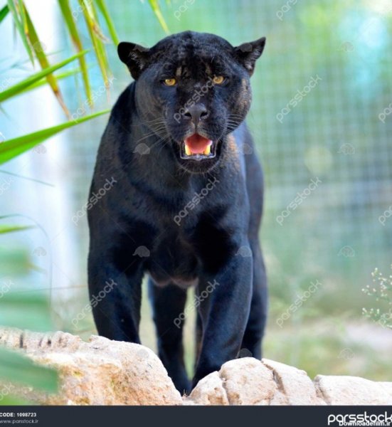 عکس جگوار سیاه