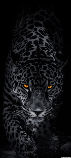  عکس جگوار سیاه