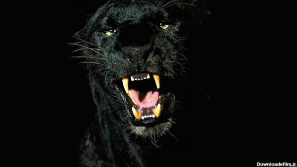  عکس جگوار سیاه