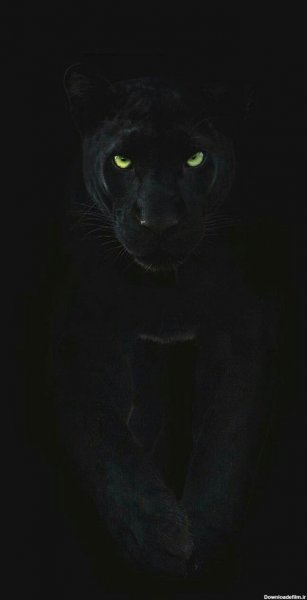  عکس جگوار سیاه